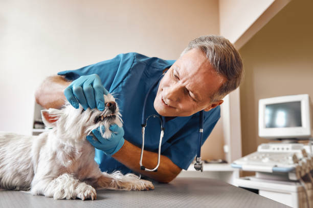Best Emergency Treatment for Dental Infections or Abscesses in Oak Harbor, WA